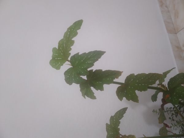 Identificação da planta Begônia por foto