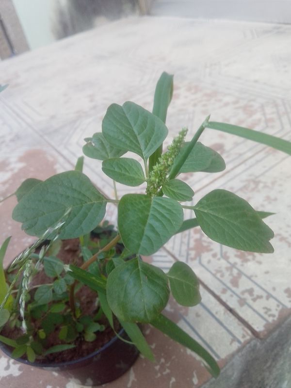 Identificação da planta Bredo por foto