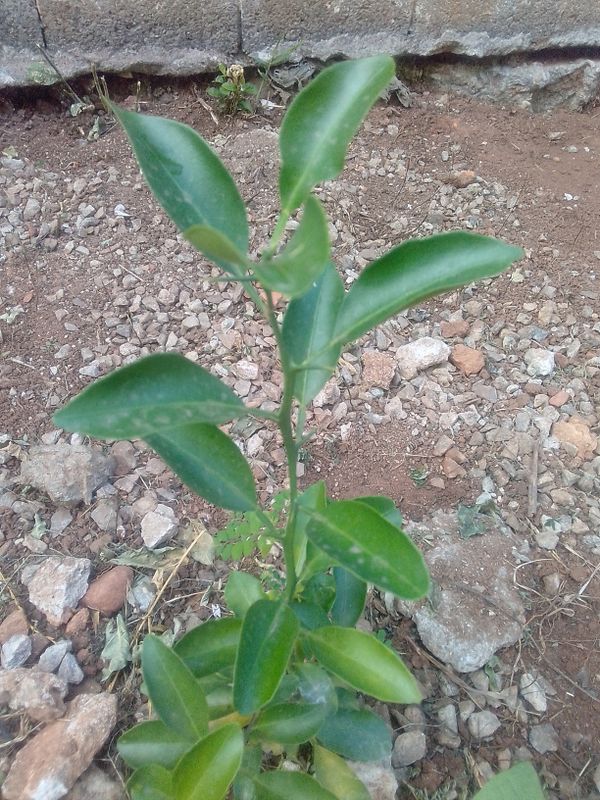 Identificação da planta Limão galego por foto