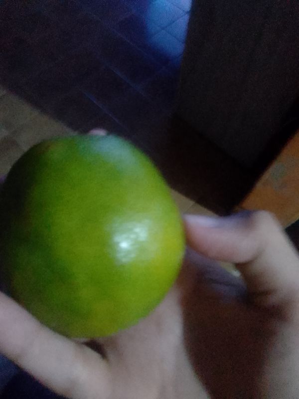 Identificação da planta Laranja por foto