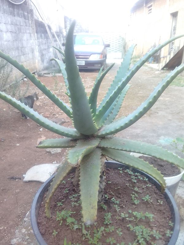Identificação da planta Babosa por foto