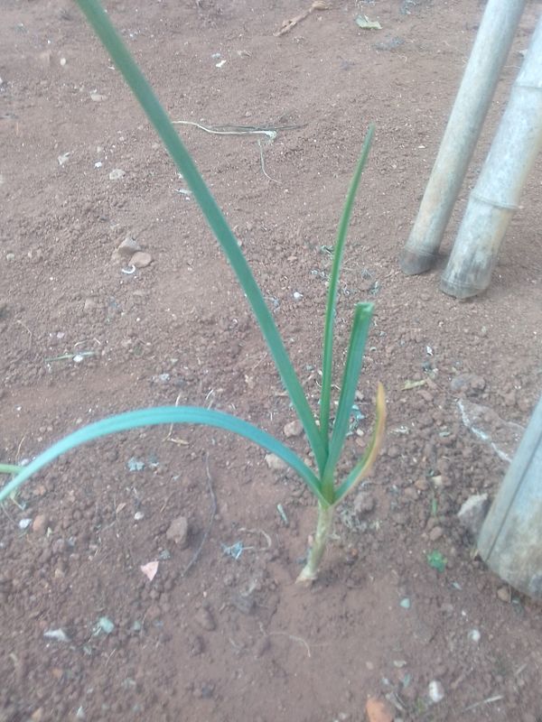 Identificação da planta Alho por foto
