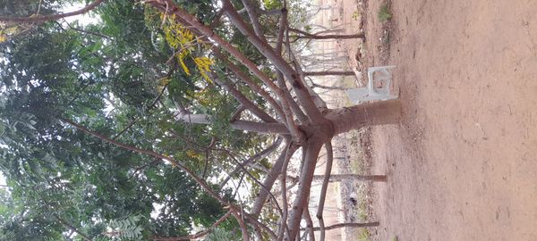 Identificação da planta Ciriguela por foto