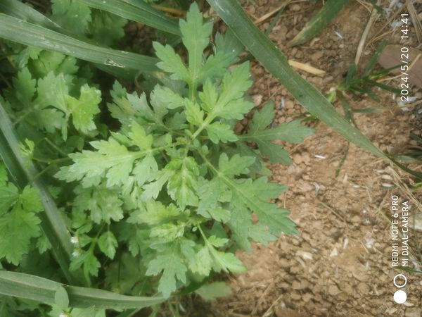 Identificação da planta Losna japonesa por foto