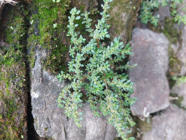 Identificação da planta Cabelo-de-anjo por foto