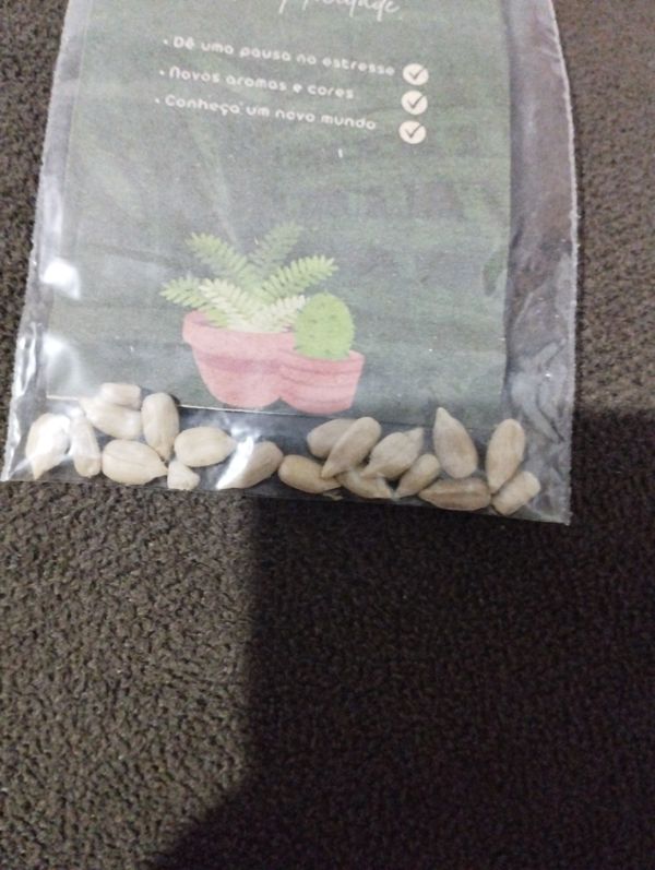 Identificação da planta Samambaia-japonesa por foto
