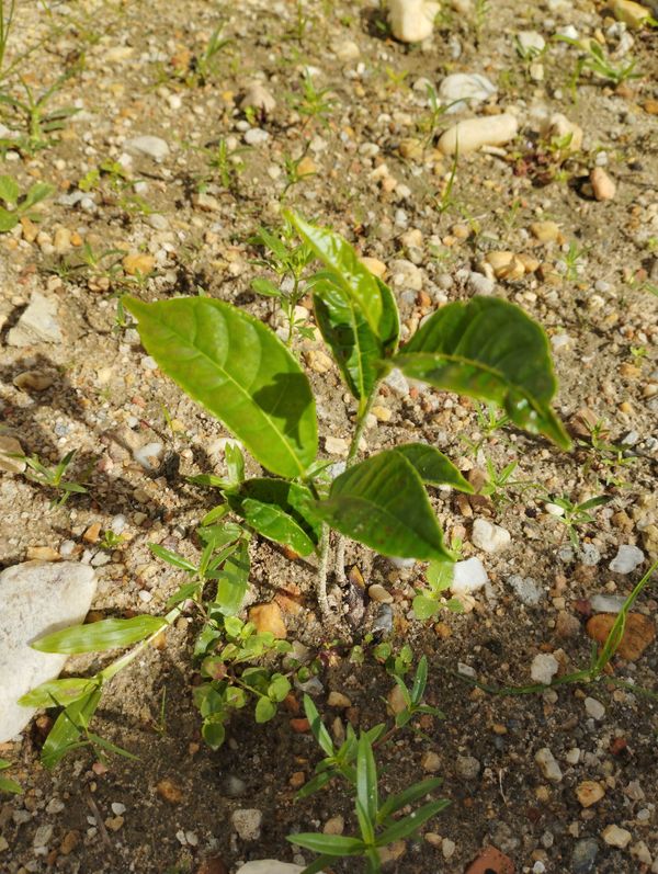 Identificação da planta Chá por foto