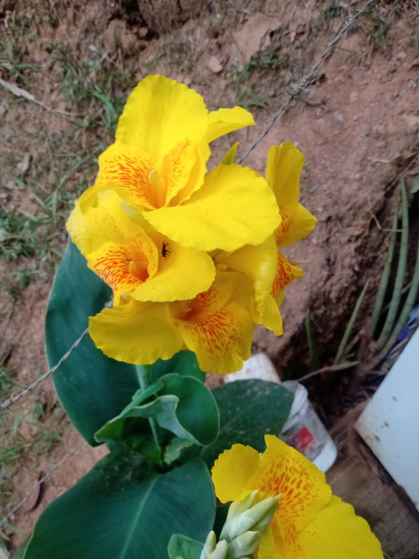 Identificação da planta Biri por foto