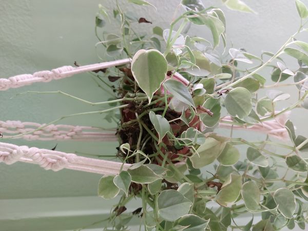 Identificação da planta Oriri por foto