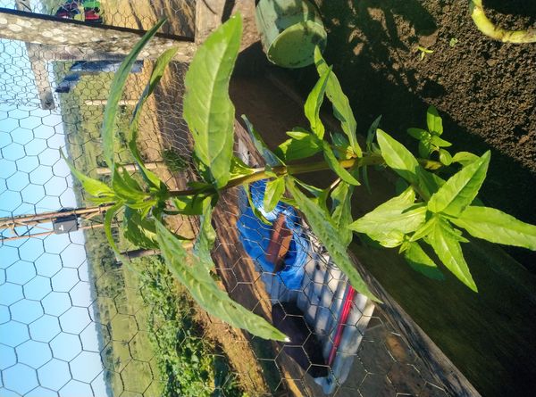 Identificação da planta Erva botão por foto