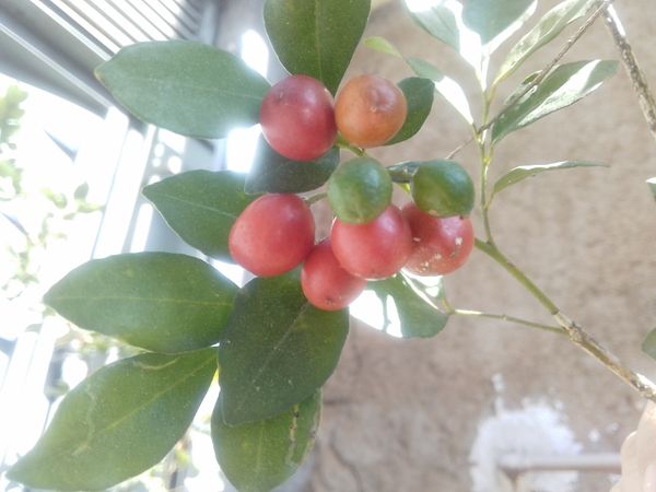Identificação da planta Murta-de-cheiro por foto
