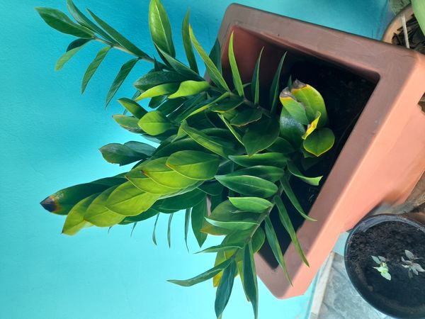 Identificação da planta Zamioculcas por foto