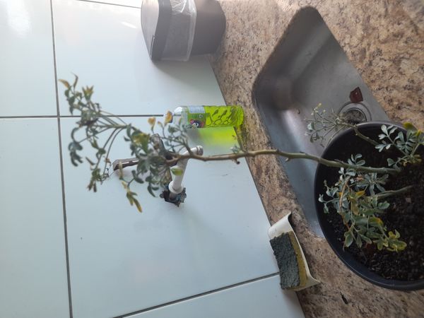 Identificação da planta Arruda por foto