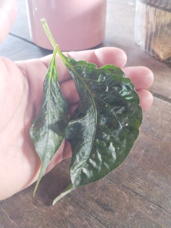 Identificação da planta Malagueta por foto