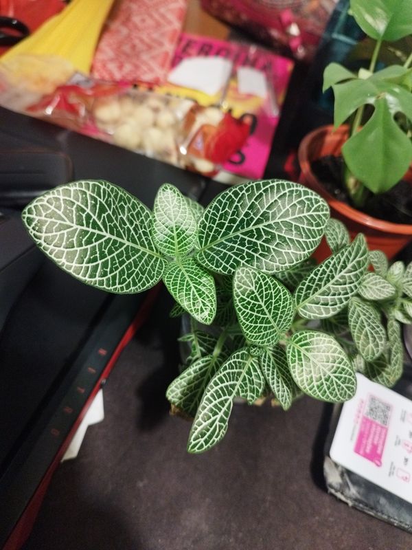 Identificação da planta Nervura-branca por foto