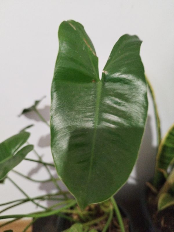 Identificação da planta Imbé por foto