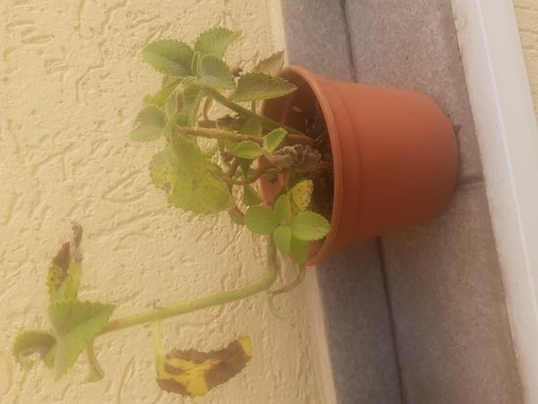 Identificação da planta Hortelã-da-folha-grossa por foto