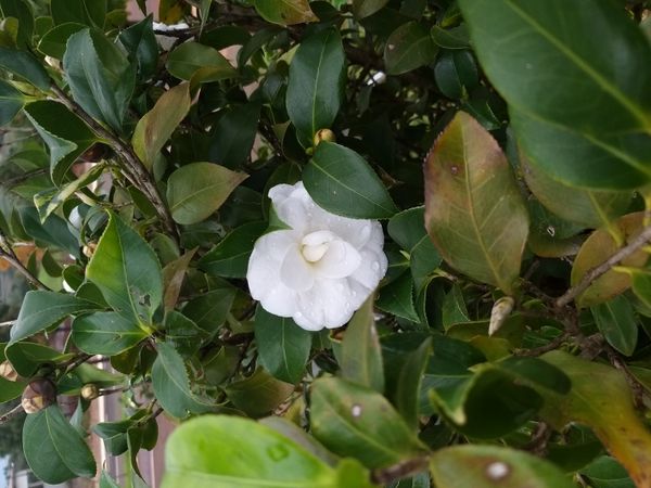 Identificação da planta Camélia-do-chá por foto