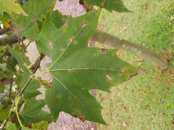 Identificação da planta Plátano-oriental por foto