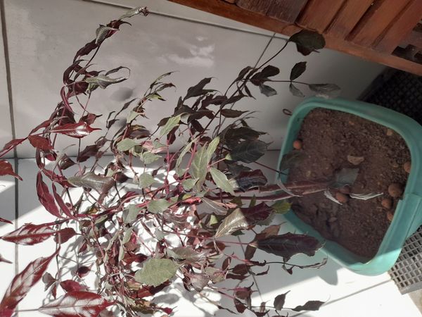 Identificação da planta Leea rubra por foto