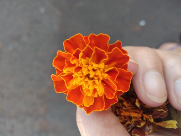 Identificação da planta Cravo-de-defunto por foto