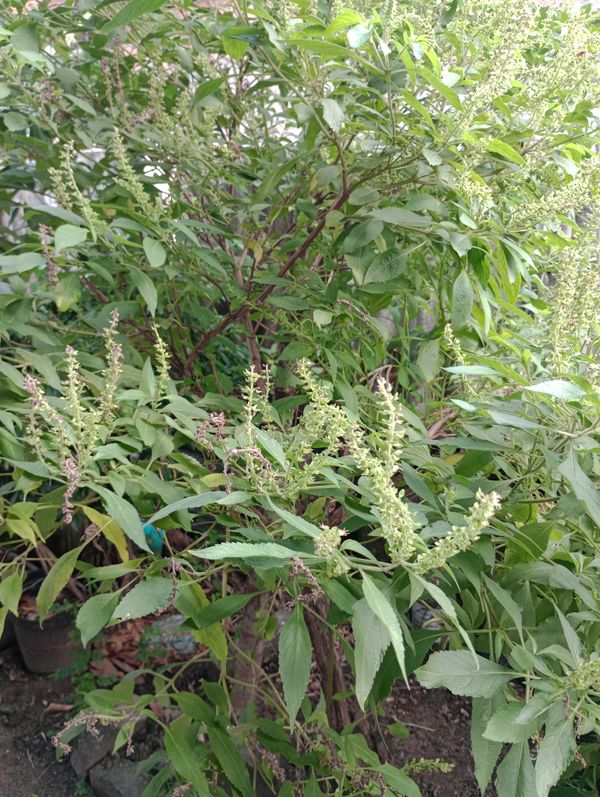 Identificação da planta Alfavaca-de-caboclo por foto