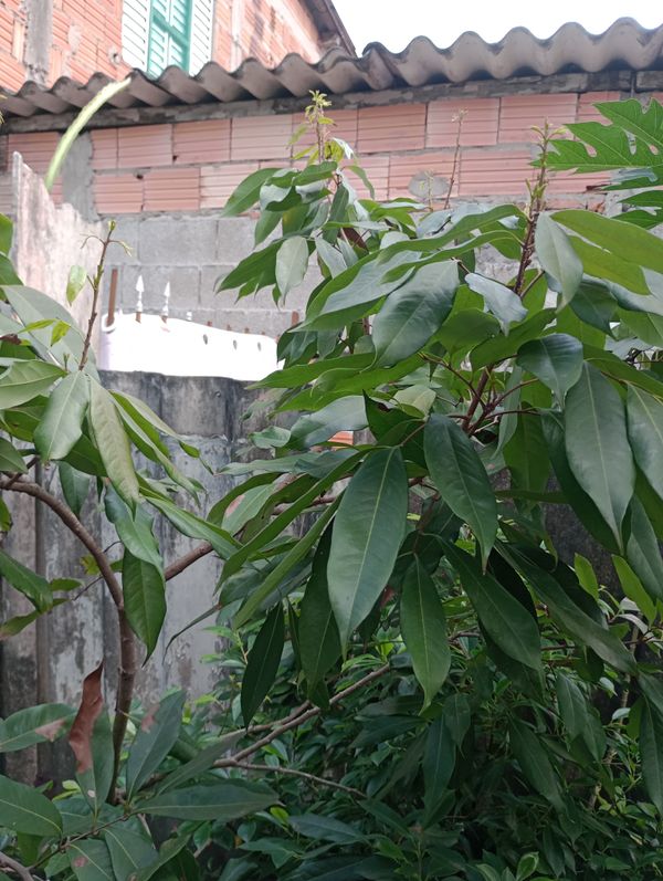 Identificação da planta Lichia por foto
