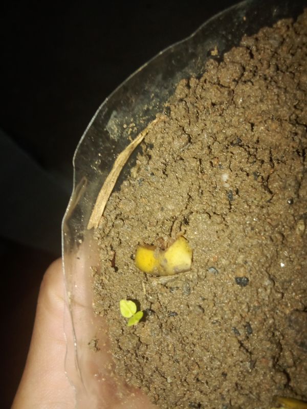 Identificação da planta Gabiroba por foto
