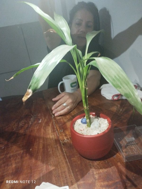 Identificação da planta Bambu da Sorte por foto