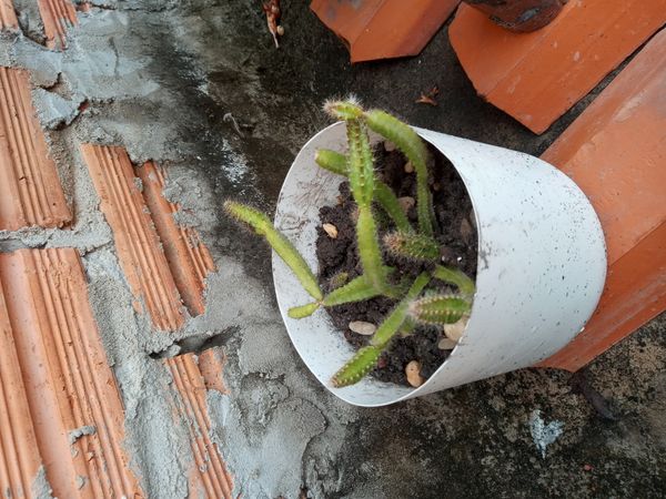 Identificação da planta Flor-da-noite por foto