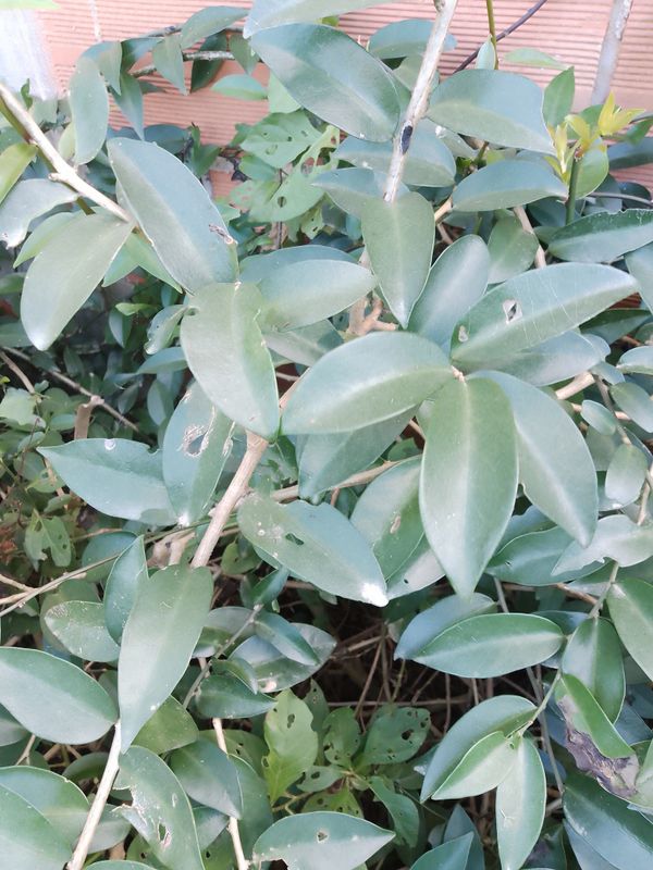 Identificação da planta Ora-pro-nóbis por foto
