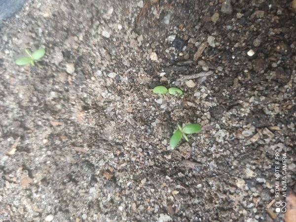 Identificação da planta Ebano por foto