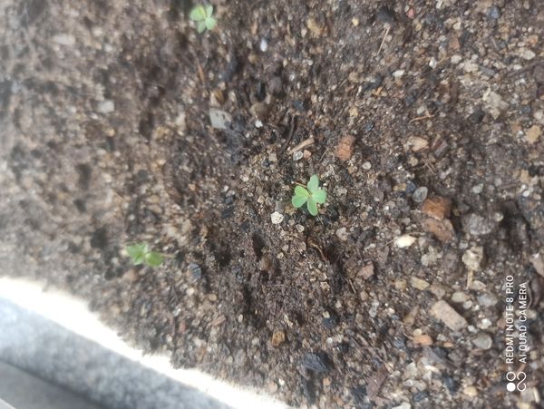 Identificação da planta Trevo-de-quatro-folhas por foto