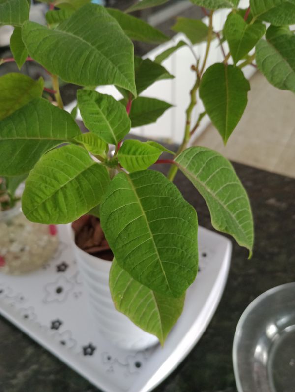 Identificação da planta Bico-de-papagaio por foto