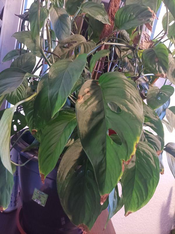 Identificação da planta Monstera prateada por foto