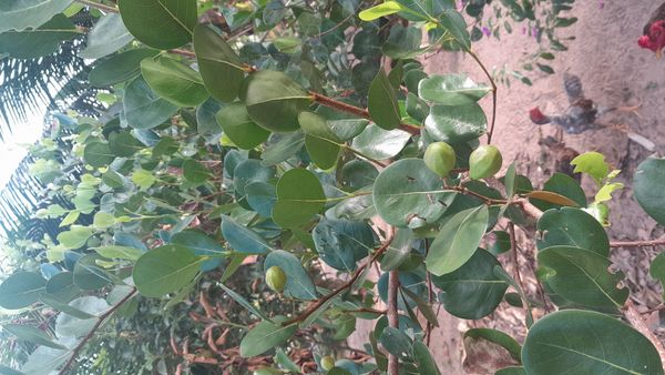 Identificação da planta Abajeru por foto