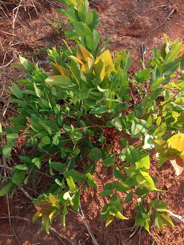 Identificação da planta Conde-de-lages por foto