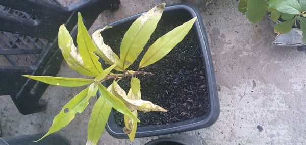 Identificação da planta Abre caminho por foto