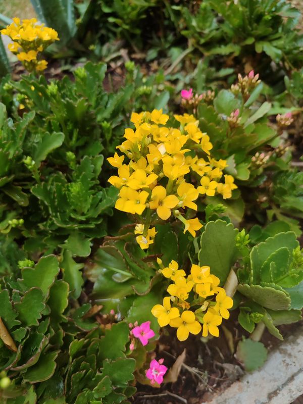 Identificação da planta Flor da fortuna por foto