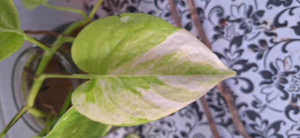 Identificação da planta Jiboia por foto