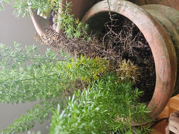 Identificação da planta Alfinete por foto