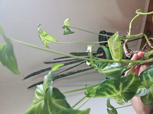 Identificação da planta Singônio por foto
