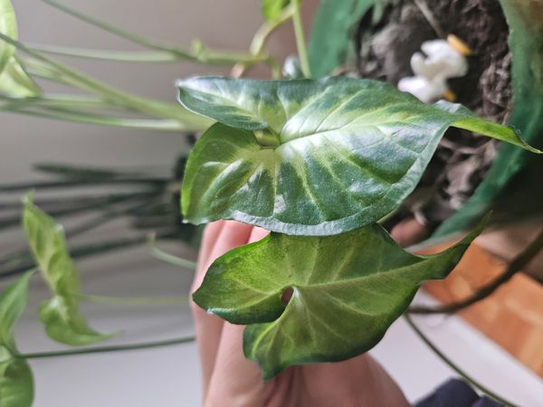 Identificação da planta Singônio por foto