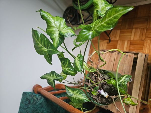Identificação da planta Singônio por foto
