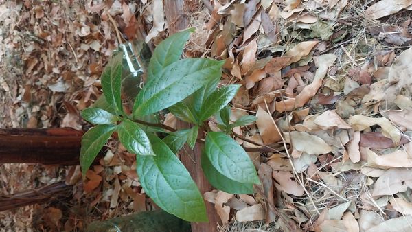 Identificação da planta Abacate por foto