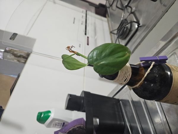 Identificação da planta Jiboia por foto