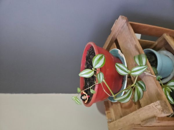 Identificação da planta Lambari por foto