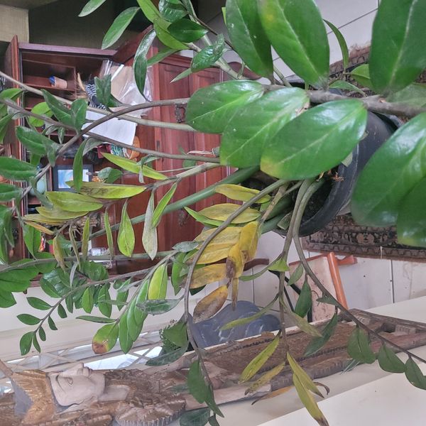 Identificação da planta Zamioculcas por foto