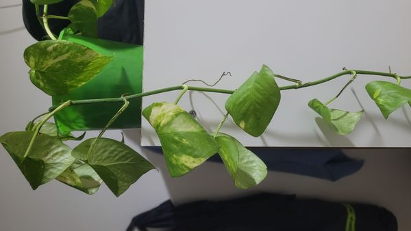Identificação da planta Jiboia por foto