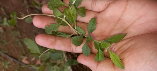 Identificação da planta Alfazema por foto